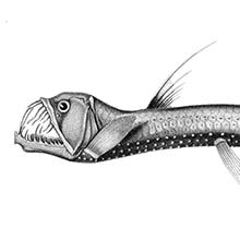 The scaly dragonfish is a deep-water fish in the family Stomiidae