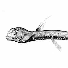 The scaly dragonfish is a deep-water fish in the family Stomiidae