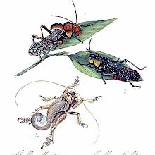 Plate showing Homoeogryllus venosus, Aularches miliaris, and Schizodactylus monstrosus