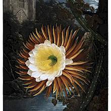 View of blooming Selenicereus Grandiflorus on a river bank by a moonlit night