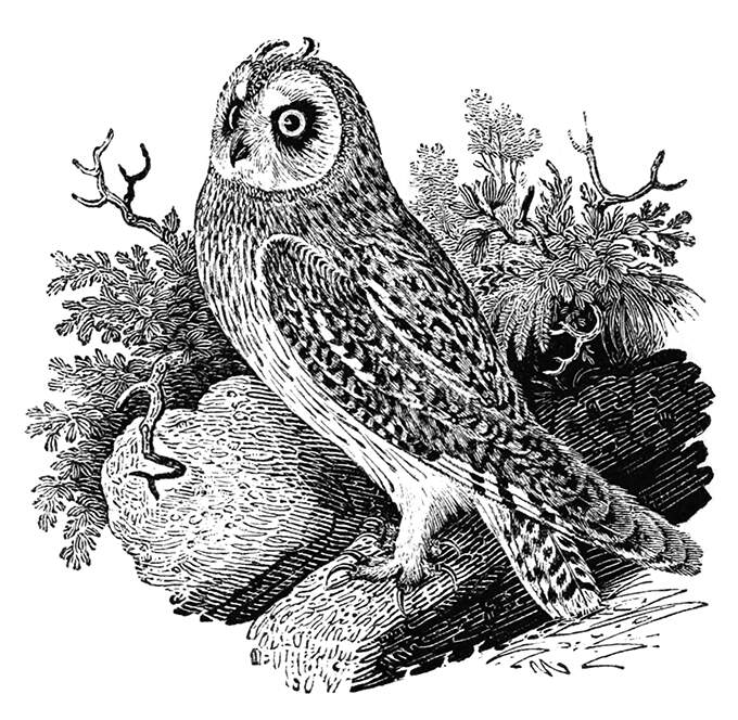 The short-eared owl is a bird of prey in the family Strigidae