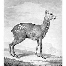 Plate showing a Siberian musk deer (Moschus moschiferus), a mammal native to Northeast Asia