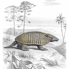 Six-banded armadillo seen in a hilly landscape