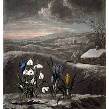 View of a wintry countryside landscape with snowdrops and blue and yellow crocuses in the foreground