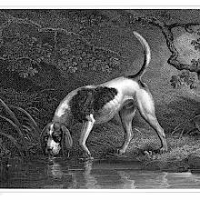 A southern hound drinks from a pond in the woods while looking up from the water