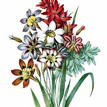 Bunch of flowers including species or varieties from the genera Ixia and Sparaxis