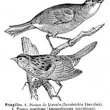 Seaside & Lincoln's Sparrows