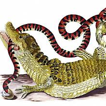 Spectacled caiman and American pipe snake