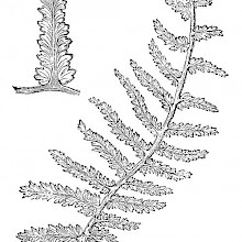 Sphenopteris Tridactylis