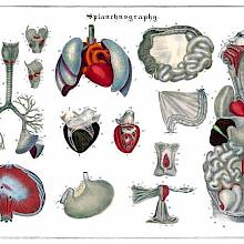 Anatomical plate showing the heart, lungs, stomach, intestines, and reproductive organs