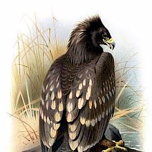 Spotted Eagle