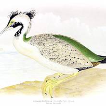 A spotted shag is seen from the side sitting on a rock overlooking the sea