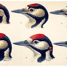 The Great Spotted Woodpecker is a bird in the family Picidae, common in parks and woodland
