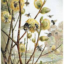 Insects are foraging on catkins among budding branches, with a pond visible in the background