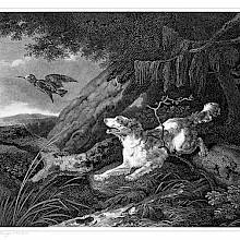 A Springer Spaniel can be seen coming out of the woods and flushing a woodcock