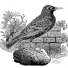 Common starling shown standing on a stone near a wall overgrown with plants