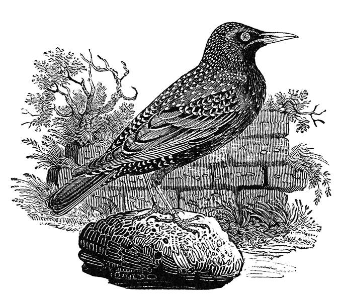 Common starling shown standing on a stone near a wall overgrown with plants