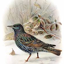 Starling