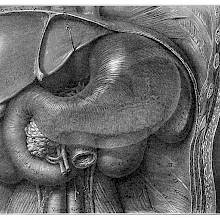 Medical plate showing an annotated dissection view of the internal organs of the abdomen