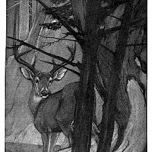 A stag is seen from behind trees, turning its head around to look toward the viewer