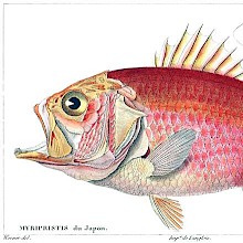 Straighthead soldierfish (Ostichthys archiepiscopus), a fish in the family Holocentridae
