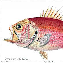 Straighthead soldierfish (Ostichthys archiepiscopus), a fish in the family Holocentridae