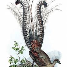The superb lyrebird is a passerine bird in the family Menuridae native to Australia