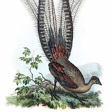 The superb lyrebird is a passerine bird in the family Menuridae native to Australia