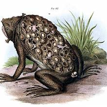 Suriname toad with eggs embedded in the skin of the back and juveniles