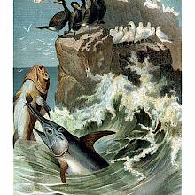 A swordfish is seen jumping out of a wave to impale another fish with its bill
