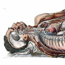 Anatomical preparation showing the sympathetic nervous system of a young man as seen from the right