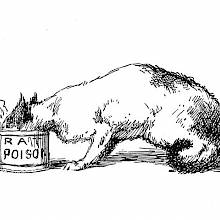 A cat is seen from the side, eating from a can labeled "Rat Poison."
