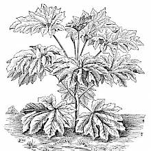 Tetrapanax Papyrifer