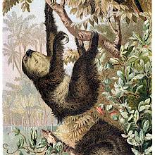 A two-toed sloth climbs a branch as a parrot is perched above it