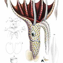 Umbrella squid
