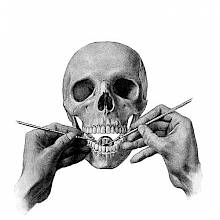 The hands of a dentist are seen demonstrating on a skull how to use a dental mirror