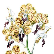 Vanda tricolor is a fragrant Orchid with decorative spotted flowers