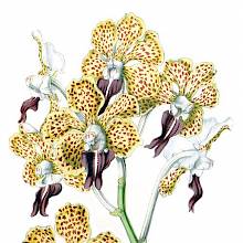 Color lithograph depicting the yellow and purple flowers of Vanda tricolor, a plant in the family Orchidaceae