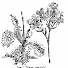 Venus flytrap