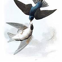 A male and female tree swallows are seen in flight, one positioned upside down above the other
