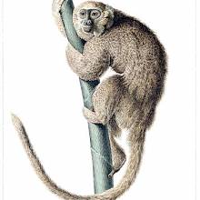 White-Eared titi climbing the trunk of a slender tree while turning its face toward the viewer