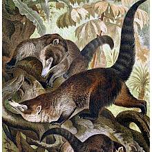 Three white-nosed coatis are in a tree, seen from the front, side, and rear