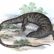 The white-throated monitor is a lizard native to southern Africa