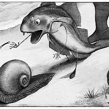 A whiting walks behind a snail and shouts out with its mouth wide open
