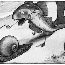 A whiting walks behind a snail and opens its mouth wide to urge the gastropod on