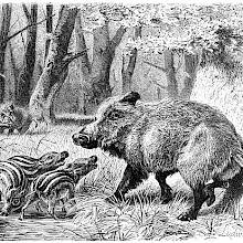 A wild boar (Sus scrofa) stands on the lookout with its cubs by a pond in the woods