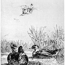 Ducks are seen from a low point of view going about a pond surrounded by rushes