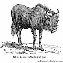 Black Wildebeest (Gnu)