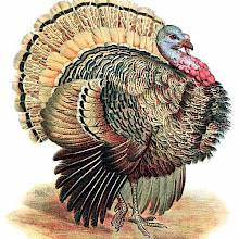 The wild turkey is a bird in the family Phasianidae native to North America