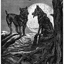 A dog and a wolf face each other at night with a large full moon in the background